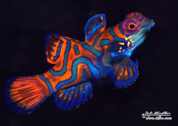 mandarin fish   