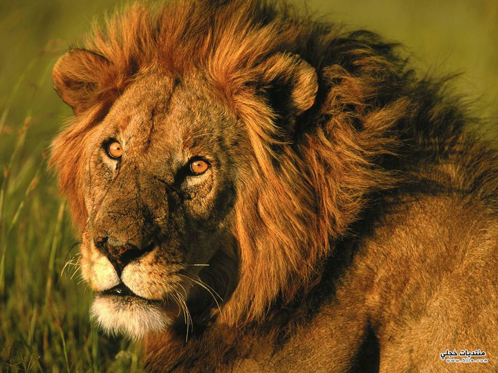  Lion Photos  lion