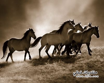  2013 Photo horses 2013
